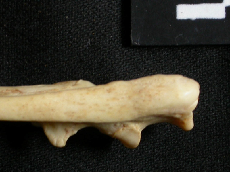 Ulna : partie proximale (18740 visites) Lynx caracal - Adulte - Élément droitCollection : Département d'Ostéologie du Musée National du... Ulna : partie proximale