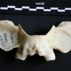 Atlas (25027 visits) Panthera pardus - Male - AdultCollection: Department d'Osteology of National Museum of Kenya, Nairob... Atlas