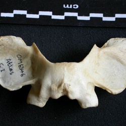 Léopard ♂