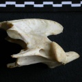 Pp-Axis1.jpg