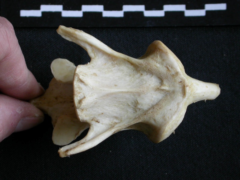 Axis (21461 visites) Panthera pardus - Mâle - AdulteCollection : Département d'Ostéologie du Musée National du Kenya,... Axis