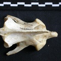 Axis (21131 visites) Panthera pardus - Mâle - AdulteCollection : Département d'Ostéologie du Musée National du Kenya,... Axis