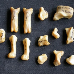Carpe et phalanges (66261 visites) Panthera pardus - Mâle - Adulte - Éléments droitsCollection : Département d'Ostéologie du Musé... Carpe et phalanges
