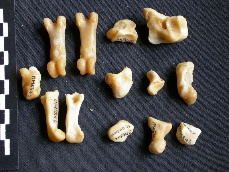 Carpe et phalanges (64605 visites) Panthera pardus - Mâle - Adulte - Éléments droitsCollection : Département d'Ostéologie du Musé... Carpe et phalanges