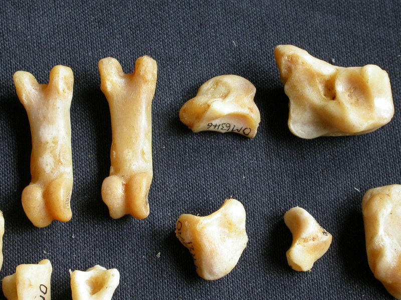 Carpe et phalanges (31363 visites) Panthera pardus - Mâle - Adulte - Éléments droitsCollection : Département d'Ostéologie du Musé... Carpe et phalanges