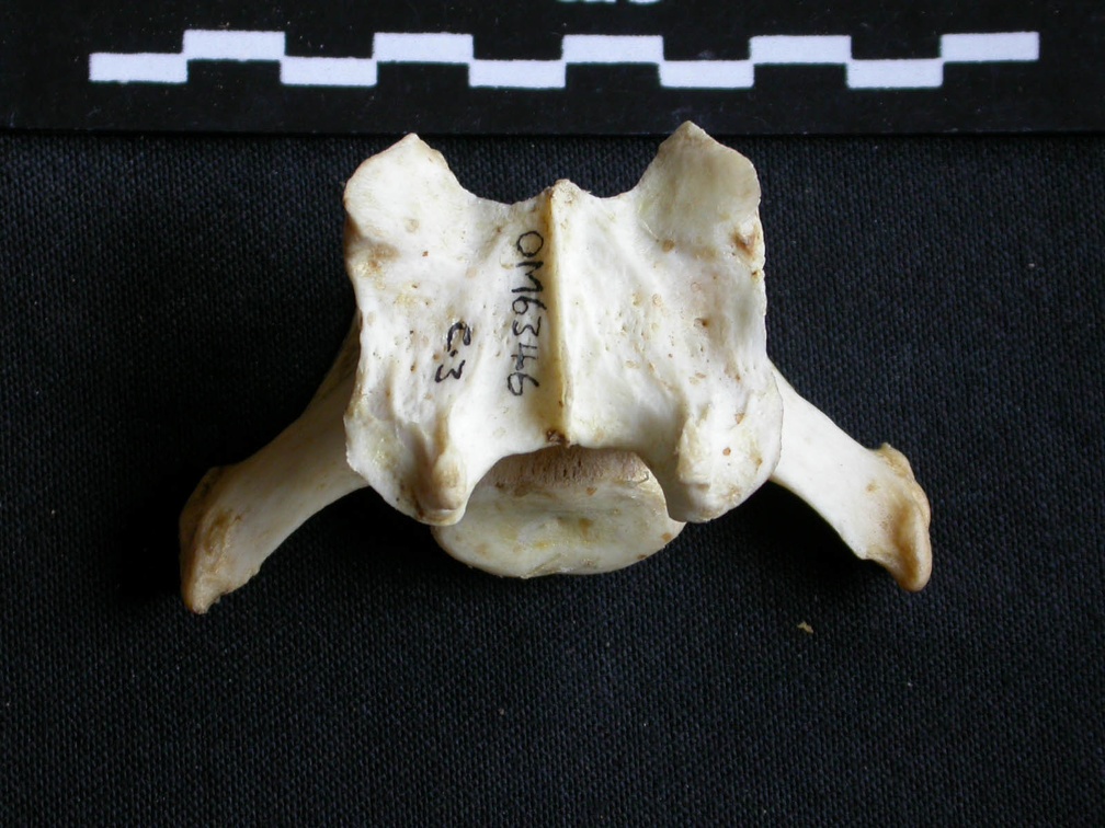 Vertèbre cervicale (16918 visites) Panthera pardus - Mâle - AdulteCollection : Département d'Ostéologie du Musée National du Kenya,... Vertèbre cervicale