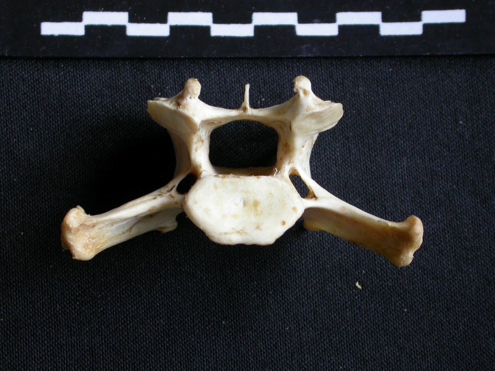 Vertèbre cervicale (16729 visites) Panthera pardus - Mâle - AdulteCollection : Département d'Ostéologie du Musée National du Kenya,... Vertèbre cervicale