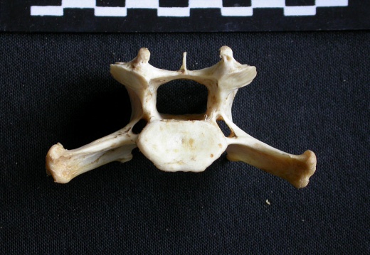 Vertèbre cervicale (16721 visites) Panthera pardus - Mâle - AdulteCollection : Département d'Ostéologie du Musée National du Kenya,... Vertèbre cervicale