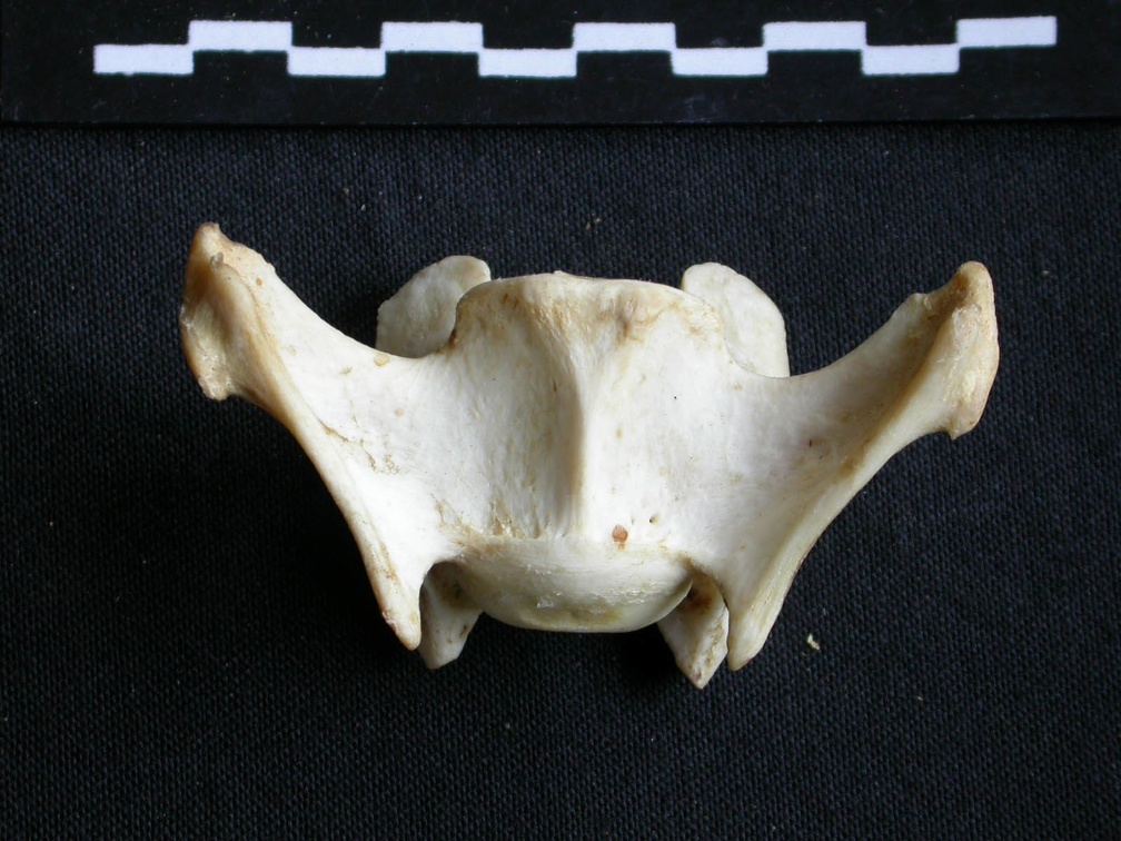 Vertèbre cervicale (16959 visites) Panthera pardus - Mâle - AdulteCollection : Département d'Ostéologie du Musée National du Kenya,... Vertèbre cervicale