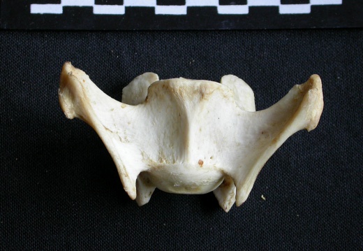 Vertèbre cervicale (16947 visites) Panthera pardus - Mâle - AdulteCollection : Département d'Ostéologie du Musée National du Kenya,... Vertèbre cervicale