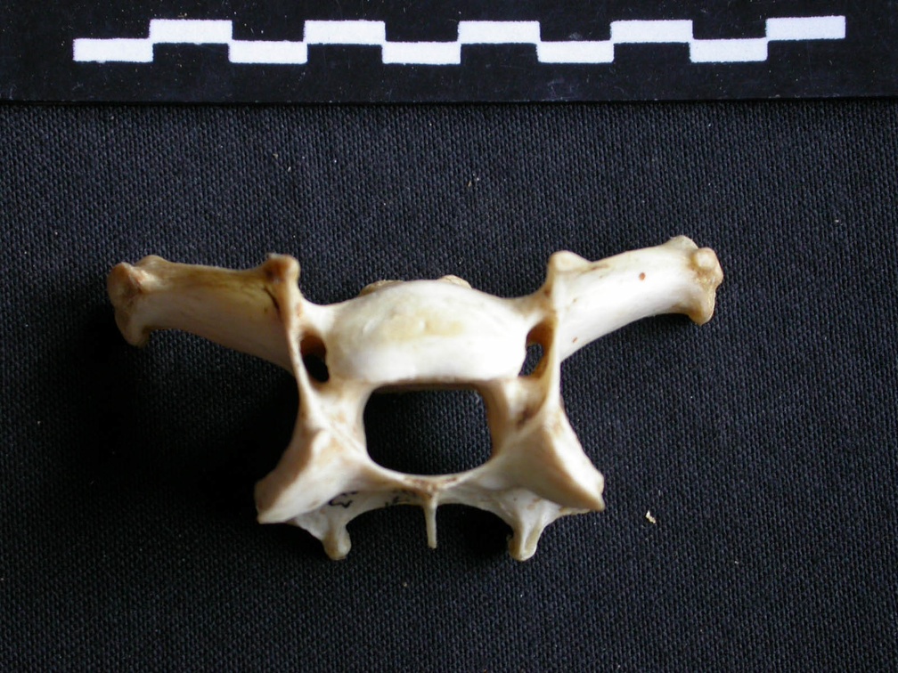 Vertèbre cervicale (16815 visites) Panthera pardus - Mâle - AdulteCollection : Département d'Ostéologie du Musée National du Kenya,... Vertèbre cervicale