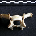 Vertèbre cervicale (16877 visites) Panthera pardus - Mâle - AdulteCollection : Département d'Ostéologie du Musée National du Kenya,... Vertèbre cervicale