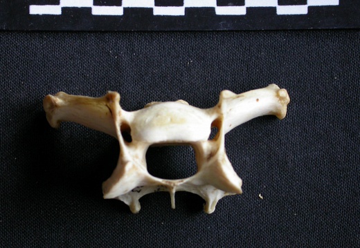 Vertèbre cervicale (16835 visites) Panthera pardus - Mâle - AdulteCollection : Département d'Ostéologie du Musée National du Kenya,... Vertèbre cervicale