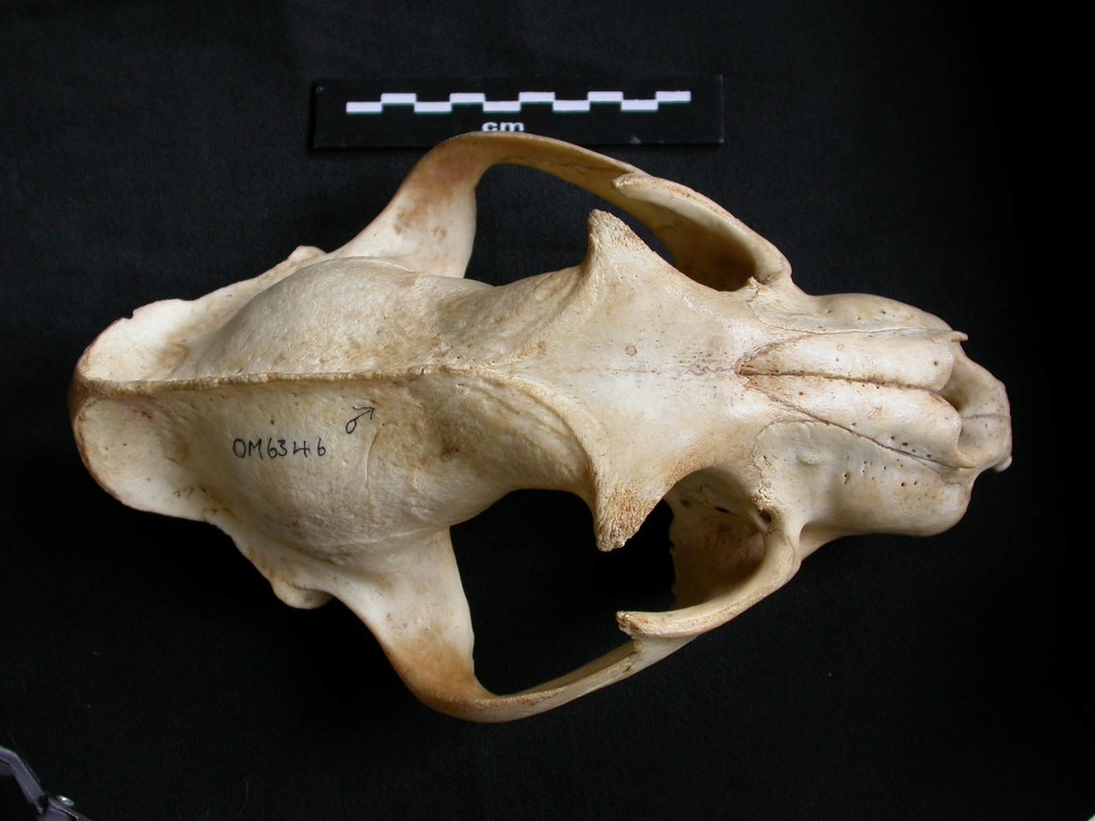 Crâne : vue frontale (14295 visites) Panthera pardus - Mâle - AdulteCollection : Département d'Ostéologie du Musée National du Kenya,... Crâne : vue frontale