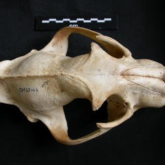 Crâne : vue frontale (14454 visites) Panthera pardus - Mâle - AdulteCollection : Département d'Ostéologie du Musée National du Kenya,... Crâne : vue frontale