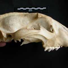Crâne : vue latérale droite (13672 visites) Panthera pardus - Mâle - AdulteCollection : Département d'Ostéologie du Musée National du Kenya,... Crâne : vue latérale droite