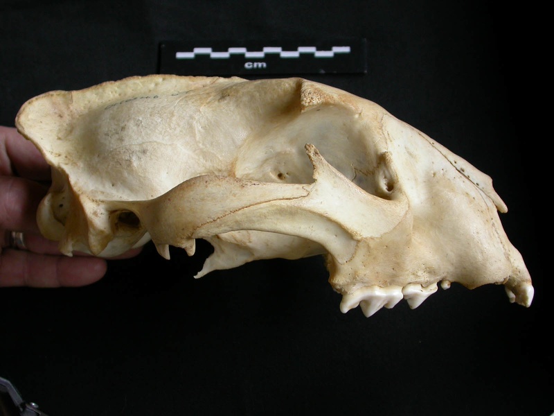 Crâne : vue latérale droite (13548 visites) Panthera pardus - Mâle - AdulteCollection : Département d'Ostéologie du Musée National du Kenya,... Crâne : vue latérale droite
