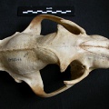 Crâne : vue frontale (14370 visites) Panthera pardus - Mâle - AdulteCollection : Département d'Ostéologie du Musée National du Kenya,... Crâne : vue frontale