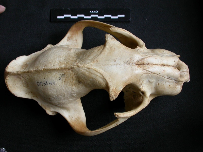 Crâne : vue frontale (14381 visites) Panthera pardus - Mâle - AdulteCollection : Département d'Ostéologie du Musée National du Kenya,... Crâne : vue frontale