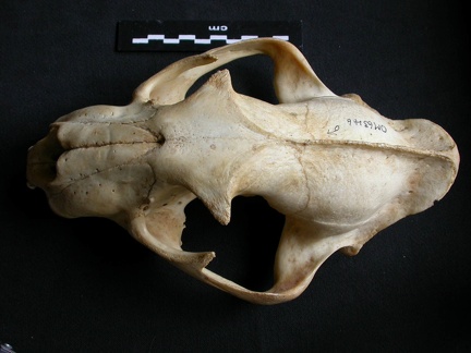 Crâne : vue frontale (14049 visites) Panthera pardus - Mâle - AdulteCollection : Département d'Ostéologie du Musée National du Kenya,... Crâne : vue frontale