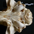 Crâne : vue ventrale (13825 visites) Panthera pardus - Mâle - AdulteCollection : Département d'Ostéologie du Musée National du Kenya,... Crâne : vue ventrale