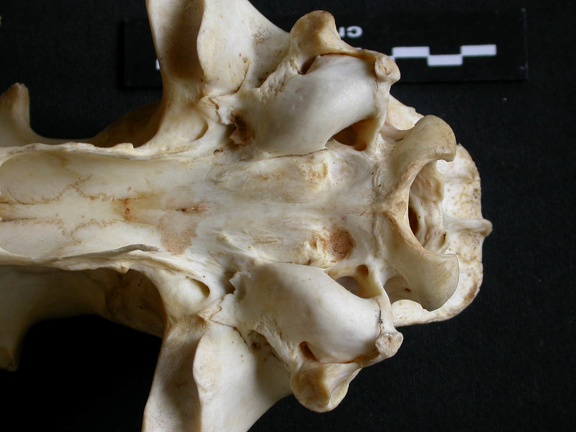Skull: ventral sight