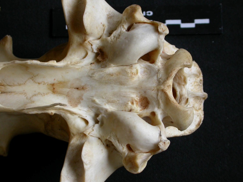 Crâne : vue ventrale (13716 visites) Panthera pardus - Mâle - AdulteCollection : Département d'Ostéologie du Musée National du Kenya,... Crâne : vue ventrale