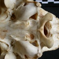 Crâne : vue ventrale (14463 visites) Panthera pardus - Mâle - AdulteCollection : Département d'Ostéologie du Musée National du Kenya,... Crâne : vue ventrale