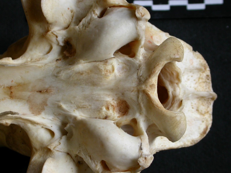 Crâne : vue ventrale (14324 visites) Panthera pardus - Mâle - AdulteCollection : Département d'Ostéologie du Musée National du Kenya,... Crâne : vue ventrale