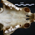Crâne : maxillaires et os incisif (14163 visites) Panthera pardus - Mâle - AdulteCollection : Département d'Ostéologie du Musée National du Kenya,... Crâne : maxillaires et os incisif