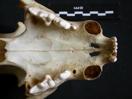 Crâne : maxillaires et os incisif (14091 visites) Panthera pardus - Mâle - AdulteCollection : Département d'Ostéologie du Musée National du Kenya,... Crâne : maxillaires et os incisif