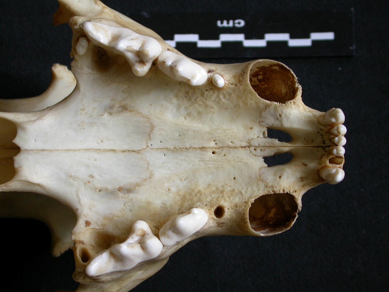 Crâne : maxillaires et os incisif (14182 visites) Panthera pardus - Mâle - AdulteCollection : Département d'Ostéologie du Musée National du Kenya,... Crâne : maxillaires et os incisif