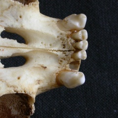 Crâne : os incisif (13412 visites) Panthera pardus - Mâle - AdulteCollection : Département d'Ostéologie du Musée National du Kenya,... Crâne : os incisif