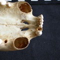 Crâne : os incisif