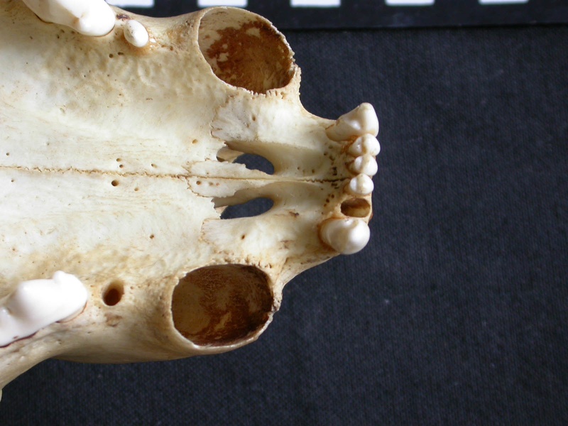 Crâne : os incisif (13833 visites) Panthera pardus - Mâle - AdulteCollection : Département d'Ostéologie du Musée National du Kenya,... Crâne : os incisif