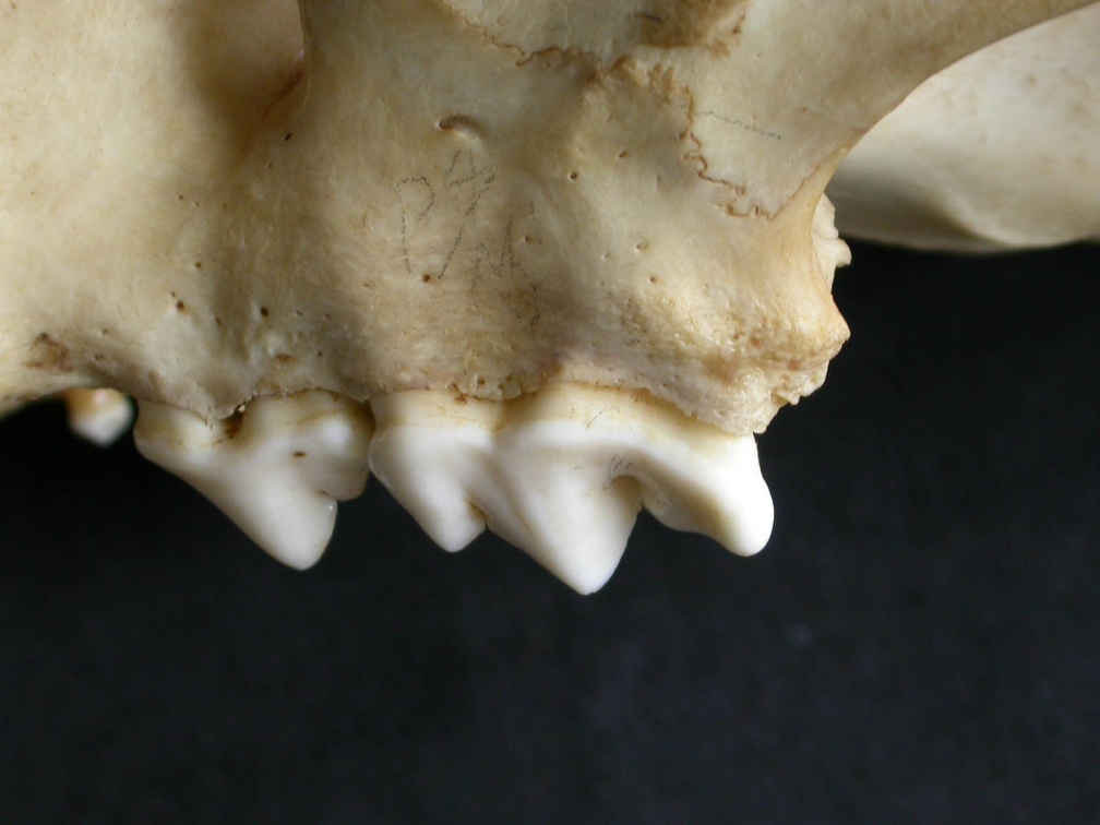 Dentition supérieure (14231 visites) Panthera pardus - Mâle - AdulteCollection : Département d'Ostéologie du Musée National du Kenya,... Dentition supérieure