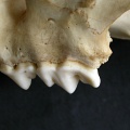 Dentition supérieure (14451 visites) Panthera pardus - Mâle - AdulteCollection : Département d'Ostéologie du Musée National du Kenya,... Dentition supérieure