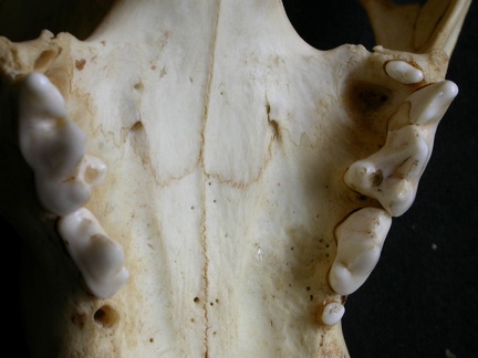 Dentition supérieure (13629 visites) Panthera pardus - Mâle - AdulteCollection : Département d'Ostéologie du Musée National du Kenya,... Dentition supérieure