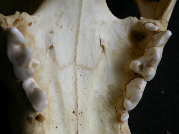 Dentition supérieure (14215 visites) Panthera pardus - Mâle - AdulteCollection : Département d'Ostéologie du Musée National du Kenya,... Dentition supérieure