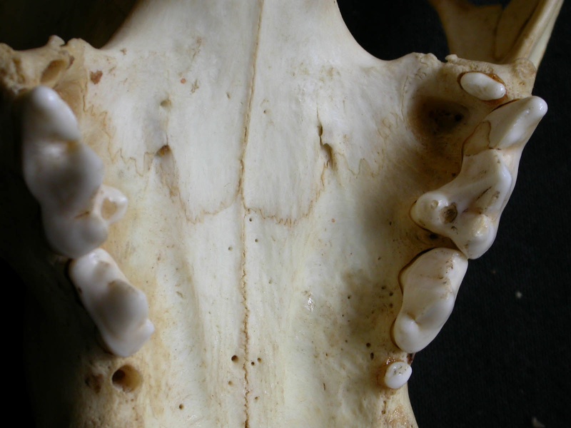 Dentition supérieure (13829 visites) Panthera pardus - Mâle - AdulteCollection : Département d'Ostéologie du Musée National du Kenya,... Dentition supérieure