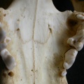 Dentition supérieure