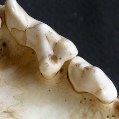 Dentition supérieure (14168 visites) Panthera pardus - Mâle - AdulteCollection : Département d'Ostéologie du Musée National du Kenya,... Dentition supérieure