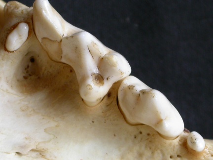 Dentition supérieure (13501 visites) Panthera pardus - Mâle - AdulteCollection : Département d'Ostéologie du Musée National du Kenya,... Dentition supérieure