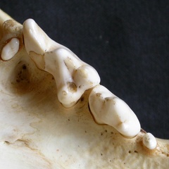 Dentition supérieure (15782 visites) Panthera pardus - Mâle - AdulteCollection : Département d'Ostéologie du Musée National du Kenya,... Dentition supérieure