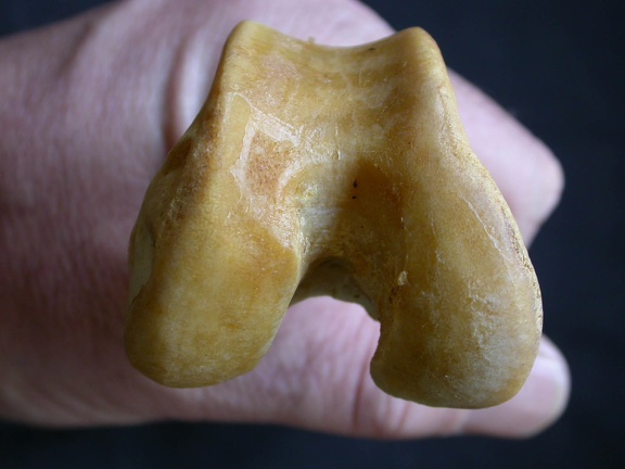 Fémur : parte distal (15994 visitas) Panthera pardus - Macho - Adulto - Elemento derechoColección : Departamento d'Osteología del Museo... Fémur : parte distal