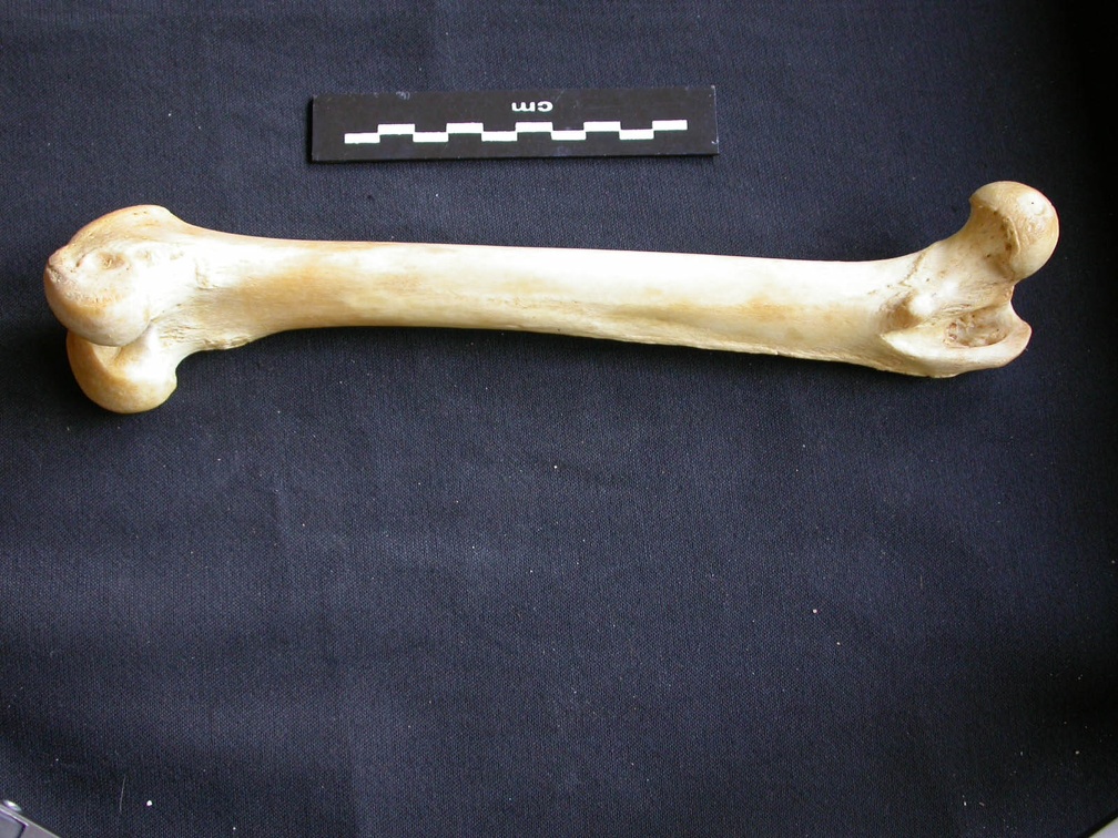 Fémur (14045 visites) Panthera pardus - Mâle - Adulte - Élément droitCollection : Département d'Ostéologie du Musée ... Fémur