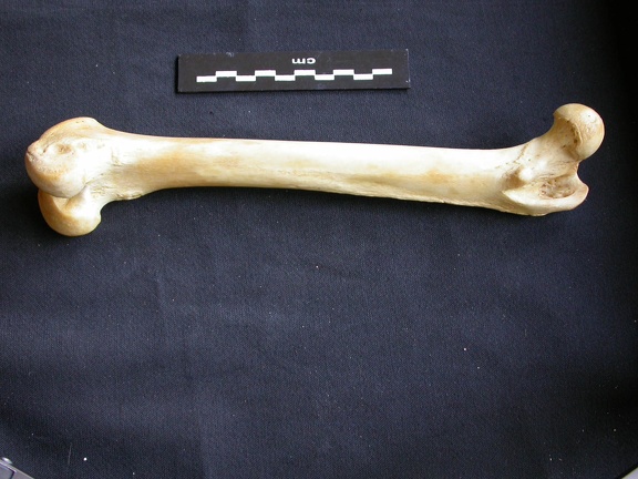 Fémur (14448 visites) Panthera pardus - Mâle - Adulte - Élément droitCollection : Département d'Ostéologie du Musée ... Fémur