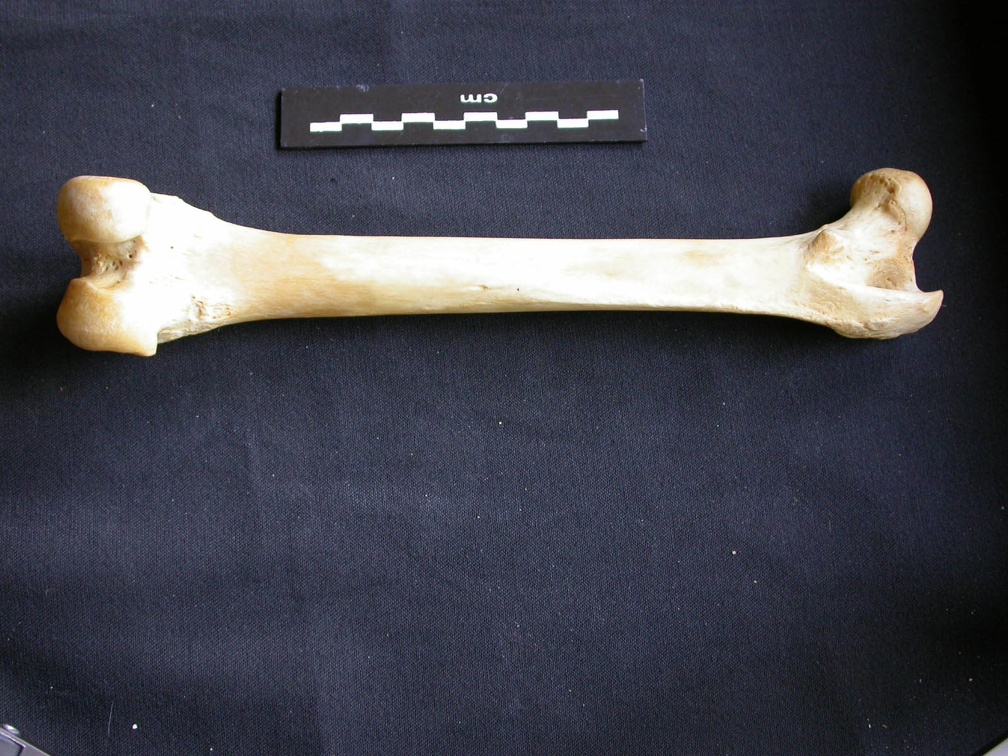 Fémur (13653 visites) Panthera pardus - Mâle - Adulte - Élément droitCollection : Département d'Ostéologie du Musée ... Fémur