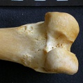 Fémur : parte distal (15834 visitas) Panthera pardus - Macho - Adulto - Elemento derechoColección : Departamento d'Osteología del Museo... Fémur : parte distal