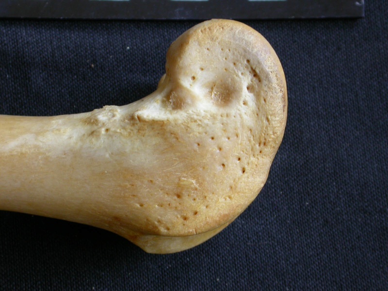 Femur: distal part (14868 visits) Panthera pardus - Male - Adult- Right elementCollection: Department d'Osteology of National Museum o... Femur: distal part